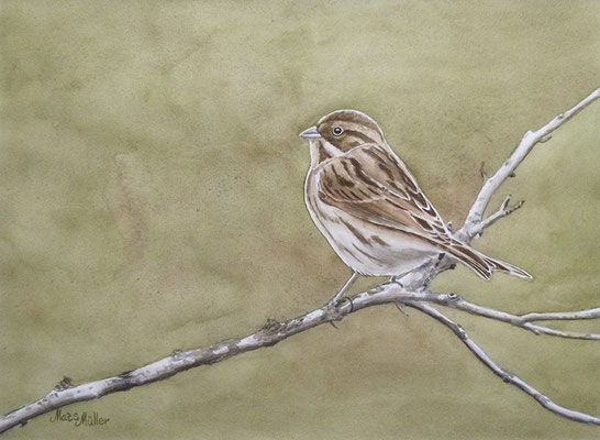 MatsMüller, Sävsparv, Reed Bunting, 40x30cm