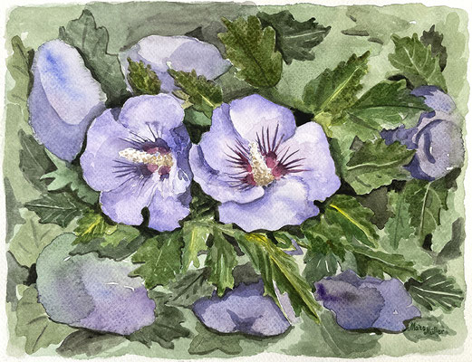 Mats Müller, Hibiskus, 32x24cm