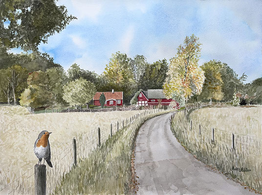 MatsMüller, Rödhake på Björkeröd, 56x42cm