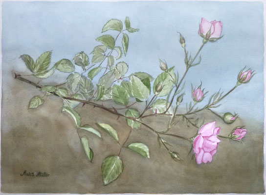 Mats Müller, Roskvist, 40x30cm
