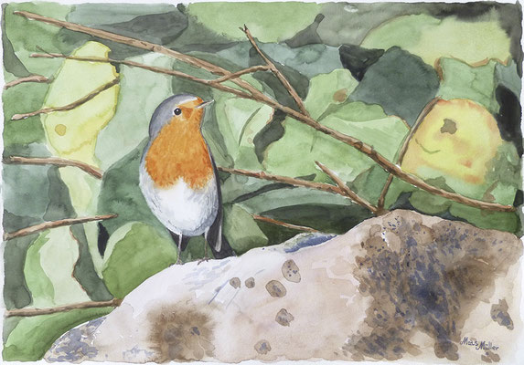 MatsMüller, Rödhake, Robin, 40x30cm