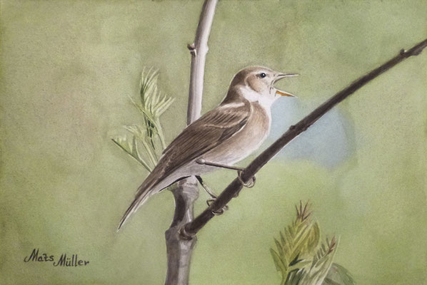 MatsMüller, Trädgårdssångare, 30x21cm