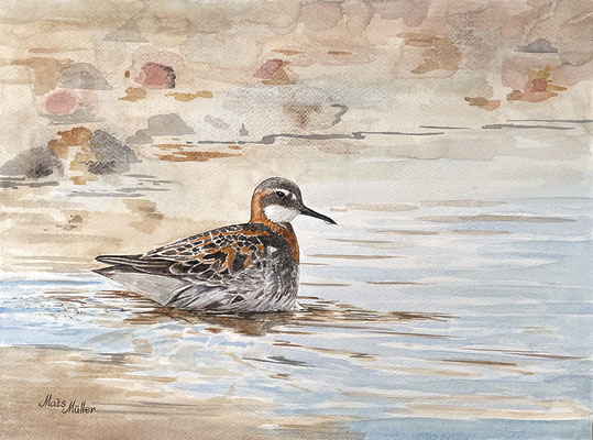 MatsMüller, Smalnäbbad simsnäppa, 40x30cm