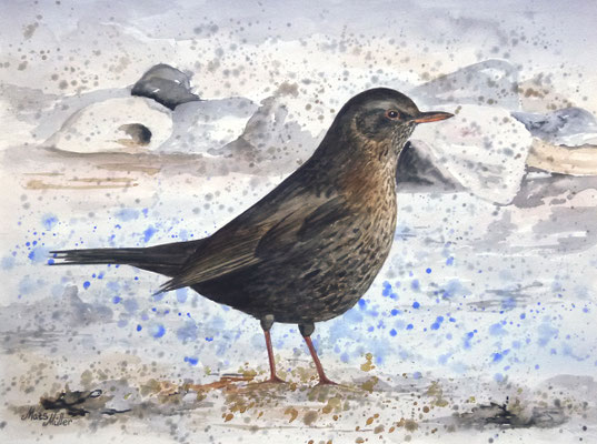MatsMüller, Koltrast, 40x30cm