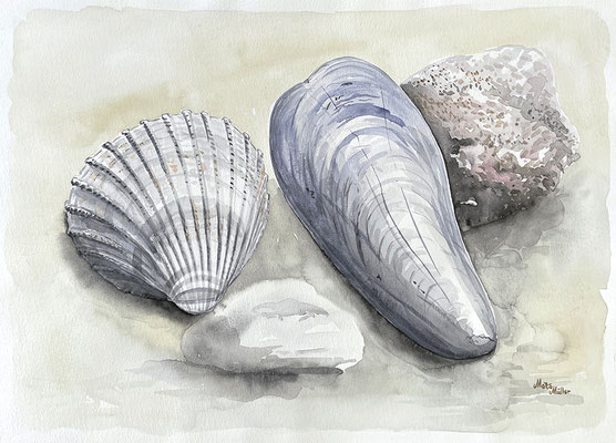 Mats Müller, 2 snäckor, 42x30cm