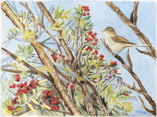 MatsMüller, Gransångare, Chiffchaff, 48x36cm