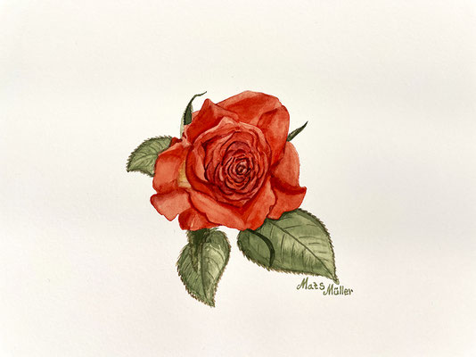 Mats Müller, Rosen, 30x21cm