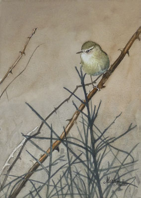 MatsMüller, Gransångare, Chiffchaff, 30x21cm