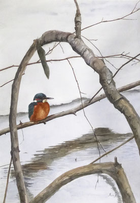 MatsMüller, Kungsfiskare, Kingfisher, 60x40cm