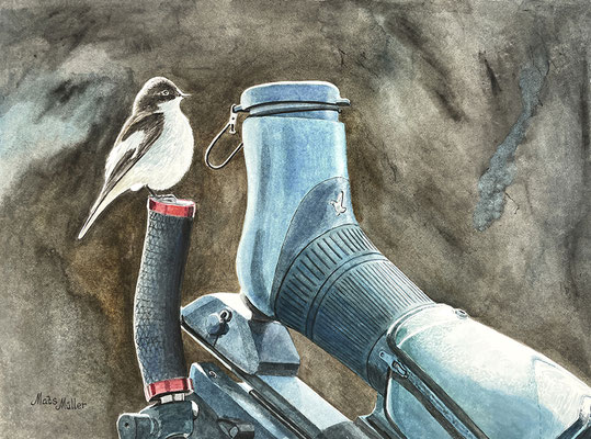 MatsMüller, Svartvit flugsnappare, 48x36cm