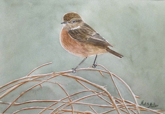 MatsMüller, Svarthakad buskskvätta, Stonechat, 30x21cm