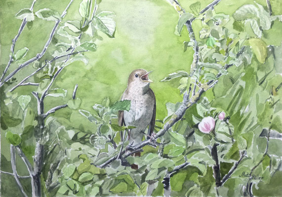 MatsMüller, Näktergal, Thrush Nightingale, 40x30cm