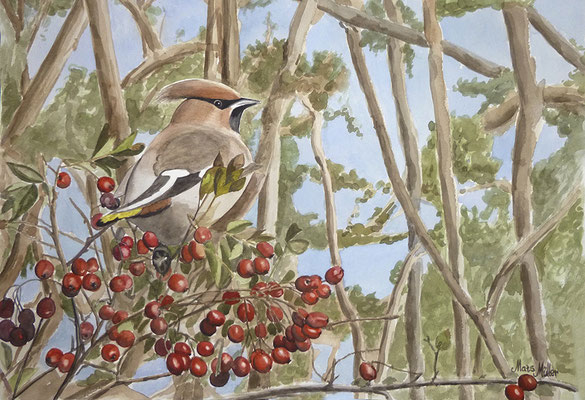MatsMüller, Sidensvans, Bohemian Waxwing, 40x30cm