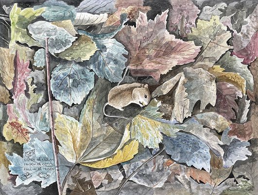 Mats Müller, Musen på fällan, 47x36cm