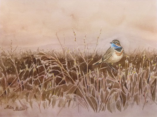 MatsMüller, Blåhake, Bluethroat, 40x30cm
