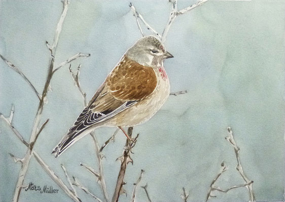 MatsMüller, Hämpling, Linnet, 30x21cm