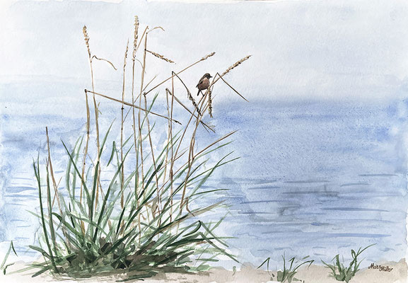 MatsMüller, Vitgumpad Buskskvätta, 40x30cm