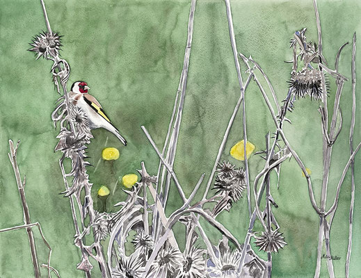 Mats Müller, Steglits, 65x50cm