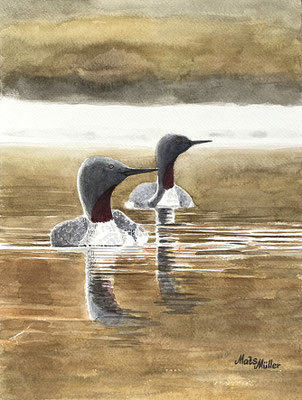 MatsMüller, Smålom, Red-throated Diver, 32x24cm