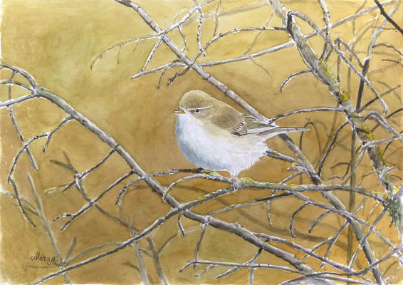 MatsMüller, Lövsångare, Willow Warbler, 40x30cm