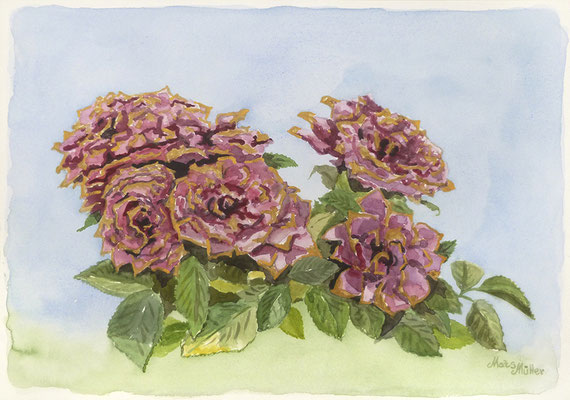 Mats Müller, Rosor, 40x30cm