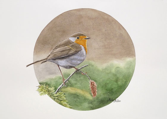 Mats Müller, Rödhake, Robin, 40x30cm