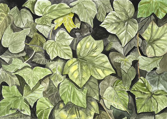 MatsMüller, Murgröna, 42x30cm