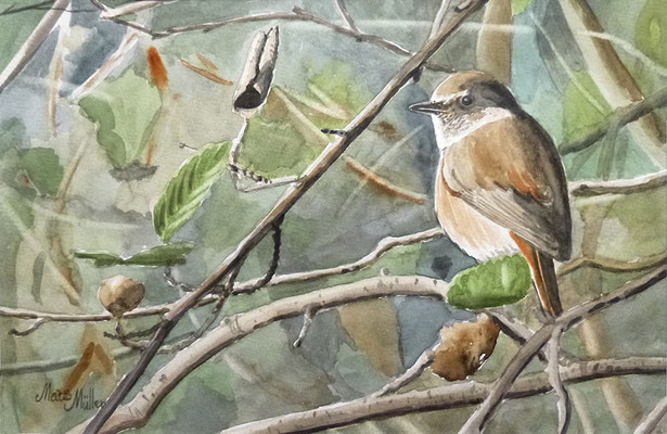 MatsMüller, Rödstjärt, Redstart, 30x21cm