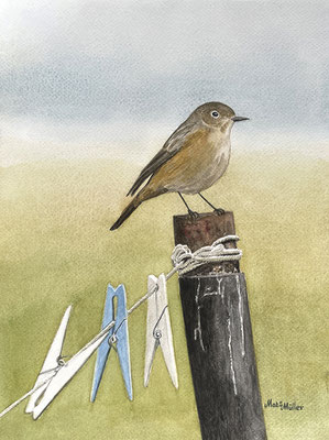 MatsMüller, Rödstjärt, 32x24cm