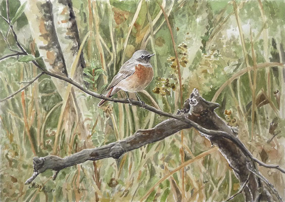 MatsMüller, Rödstjärt på gren, Redstart, 40x30cm