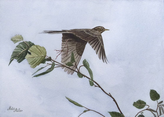 MatsMüller, Större piplärka, Richard's Pipit, 30x21cm