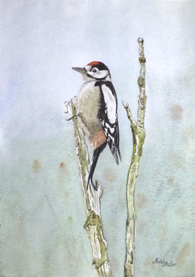 MatsMüller, Större Hackspett, Great Spotted Woodpecker, 40x30cm