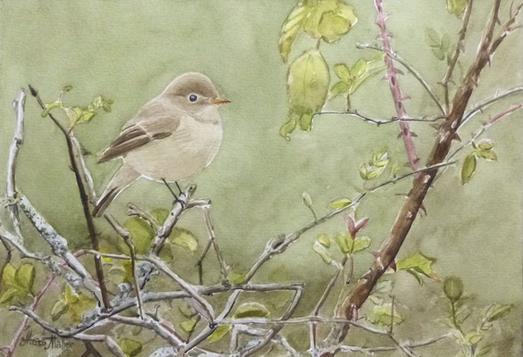 MatsMüller, Mindre flugsnappare, Red-breasted Flycatcher, 30x21cm