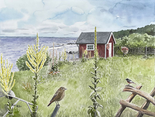 MatsMüller, Rödstjärt vid Skälderviken, 56x42cm