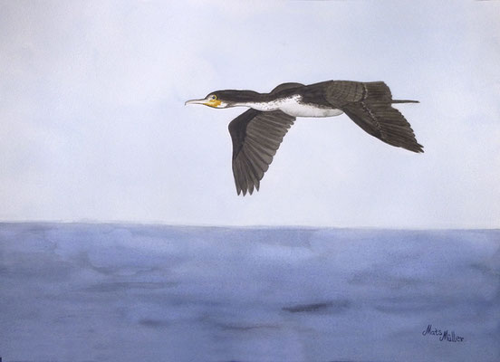 MatsMüller, Storskarv, Cormorant, 40x30cm