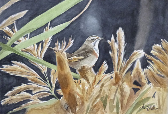 MatsMüller, Båhake, Bluethroat, 30x21cm