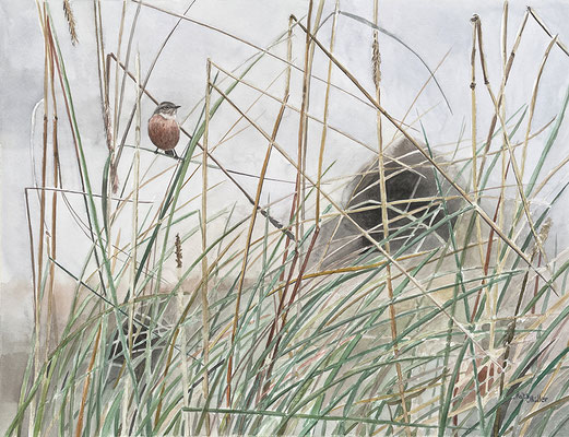 Mats Müller, Vitgumpad Buskskvätta, 65x50cm