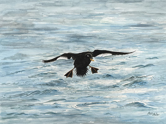 MatsMüller, Svärta, Velvet Scoter, 55x41cm