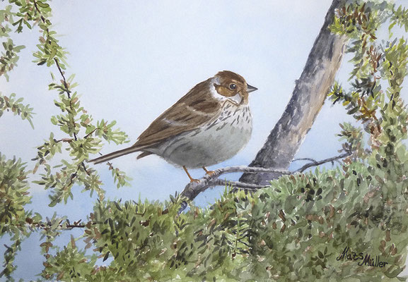 MatsMüller, Dvärgsparv, Little Bunting, 30x21cm