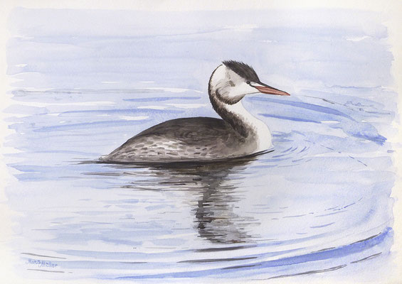 MatsMüller, Skäggdopping, 40x30cm