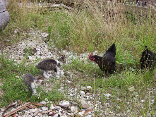 Kommt nur ihr unnötigen Katzenviecher und es setzt was