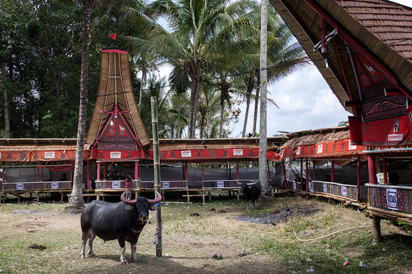 Beerdigungszeremonie im Toraja Land auf Sulawesi, Indonesien 