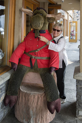 Elch in Banff Alberta Kanada