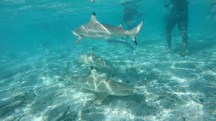 Schnorcheln mit Haien in der Lagune von Bora Bora