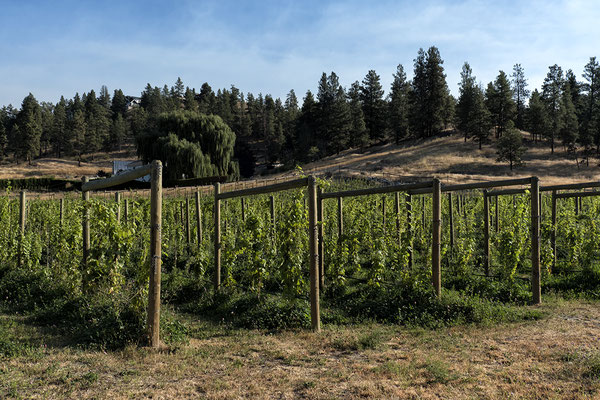 Weinberge in Peachland Kanada