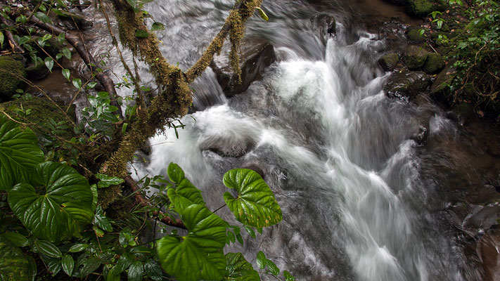 Nationalpark Braulio Carrillo Costa Rica