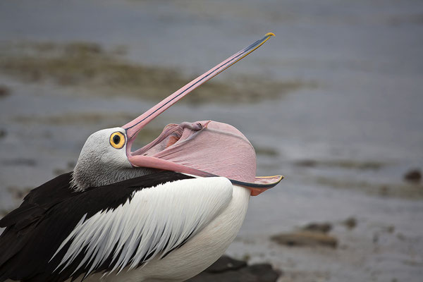 Pelikan in Kingscote, Kangaroo Island, Australien