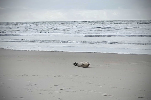 Amrum bei Sturmtief