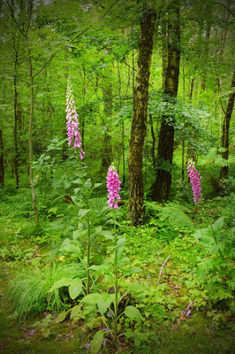 Der Fingerhut oder die Fuchshandschuhe
