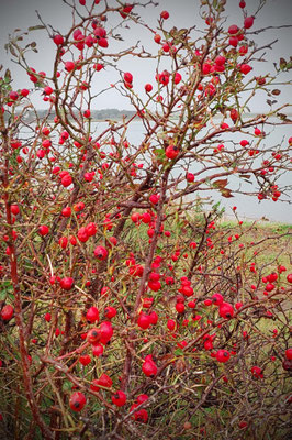 Amrum bei Sturmtief